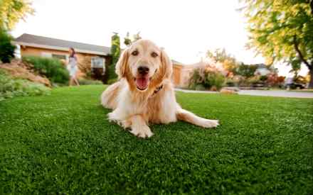 golden retriever on a turf