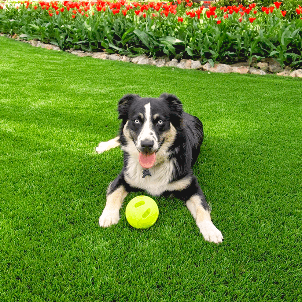 best artificial grass for dogs